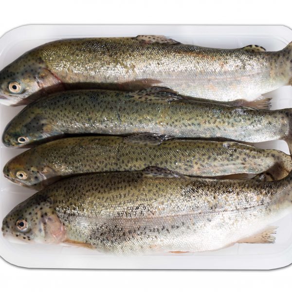 ماهی قزل آلا